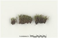 藏品(曲柄苔屬)的圖片